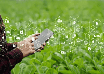 A man using a smart phone in a field of crops.