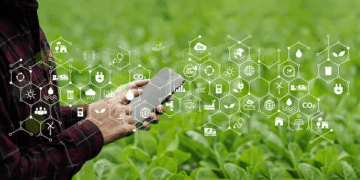A man using a smart phone in a field of crops.