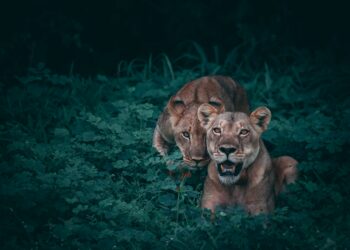 Two lions sitting in the grass at night in China.