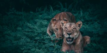 Two lions sitting in the grass at night in China.
