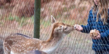 A girl is feeding a deer in a wildlife park zoo.