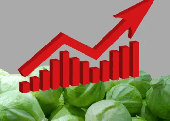 Graph with red arrow showing growth over cabbage heads - Supply Chain News