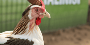 A black and white rooster standing in front of a fence during a bird flu outbreak.