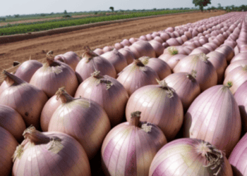 Onions on a field in Niger.