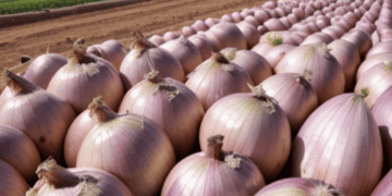 Onions on a field in Niger.