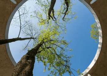 Circular skylight showcasing trees, symbolizing sustainable design. - Supply Chain News