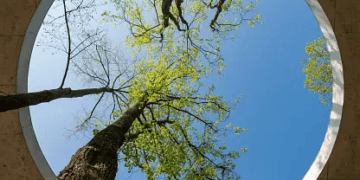 Circular skylight showcasing trees, symbolizing sustainable design. - Supply Chain News