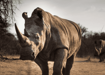 A white rhino from the Rhino Project is walking through a dry field on the Conservation Ranch.