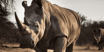 A white rhino from the Rhino Project is walking through a dry field on the Conservation Ranch.