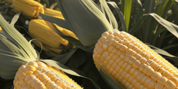 Corn on the cob in a field adjacent to a dispute settlement request between Mexico and the US.