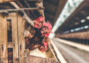 Brown hens in a weathered wooden coop. Avian influenza concerns. - Supply Chain News