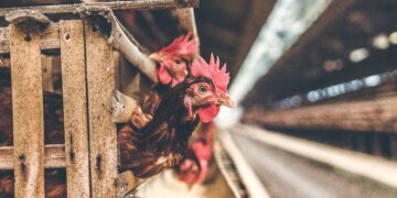 Brown hens in a weathered wooden coop. Avian influenza concerns. - Supply Chain News