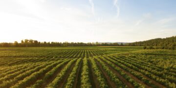 Rows of lush green crops in a vast agricultural field, showcasing the success of US agriculture exports. - Supply Chain News