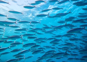 A school of fish swimming in the ocean, with imports and exports restricted within the U.S.