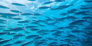 A school of fish swimming in the ocean, with imports and exports restricted within the U.S.