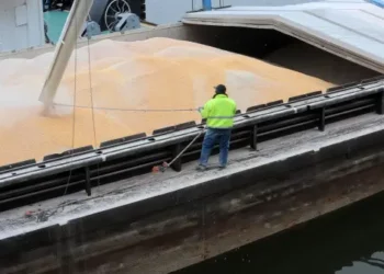According to Cereals Canada, a revised quarantine pest list that no longer includes creeping thistle will become effective on September 29th. This decision comes after concerted advocacy efforts from Canada's government and agriculture industry. As a result, Canada will be able to resume bulk wheat shipments to Vietnam for the first time since 2018. Creeping thistle, also known as Canada thistle, is a fast-growing weed that can have detrimental effects on crop yield by competing for nutrients and sunlight with other plants. It can also reduce grazing lands for livestock. The 2018 phytosanitary restrictions had put agricultural exporters at risk of commercial penalties if creeping thistle was detected in their cargo. Consequently, direct trade with Vietnam declined, especially from Canada. In 2021, Canada's wheat exports to Vietnam dropped to just over 20,000 metric tons, a significant decrease from the annual average of 200,000 metric tons before the restrictions were imposed. Dean Dias, CEO of Cereals Canada, expressed optimism about this positive development, stating, "With this positive development, we look forward to the resumption of regular cereals trade between Canada and Vietnam." The eased import restrictions will enable traders to import directly from Canada and Russia, both of which were previously major suppliers of wheat to Vietnam. While Australia continues to be the largest wheat supplier to Vietnam, the United States has seen an expansion in trade in recent years following the lifting of wheat tariffs in 2021. This development is expected to have a favorable impact on U.S. and Canadian shippers, with potential benefits for the bulk demand of Canadian wheat in particular, according to a grains trader based in Singapore.