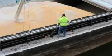 According to Cereals Canada, a revised quarantine pest list that no longer includes creeping thistle will become effective on September 29th. This decision comes after concerted advocacy efforts from Canada's government and agriculture industry. As a result, Canada will be able to resume bulk wheat shipments to Vietnam for the first time since 2018. Creeping thistle, also known as Canada thistle, is a fast-growing weed that can have detrimental effects on crop yield by competing for nutrients and sunlight with other plants. It can also reduce grazing lands for livestock. The 2018 phytosanitary restrictions had put agricultural exporters at risk of commercial penalties if creeping thistle was detected in their cargo. Consequently, direct trade with Vietnam declined, especially from Canada. In 2021, Canada's wheat exports to Vietnam dropped to just over 20,000 metric tons, a significant decrease from the annual average of 200,000 metric tons before the restrictions were imposed. Dean Dias, CEO of Cereals Canada, expressed optimism about this positive development, stating, "With this positive development, we look forward to the resumption of regular cereals trade between Canada and Vietnam." The eased import restrictions will enable traders to import directly from Canada and Russia, both of which were previously major suppliers of wheat to Vietnam. While Australia continues to be the largest wheat supplier to Vietnam, the United States has seen an expansion in trade in recent years following the lifting of wheat tariffs in 2021. This development is expected to have a favorable impact on U.S. and Canadian shippers, with potential benefits for the bulk demand of Canadian wheat in particular, according to a grains trader based in Singapore.