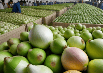 Onions are being packed in boxes in a factory amidst the recent Onion Export Ban.