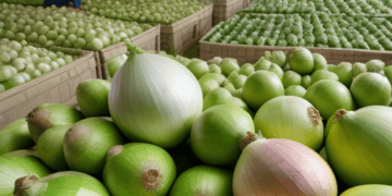 Onions are being packed in boxes in a factory amidst the recent Onion Export Ban.