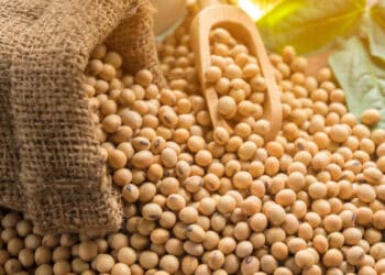 Soybeans in burlap sack; ADM soybean traceability. - Supply Chain News