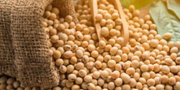 Soybeans in burlap sack; ADM soybean traceability. - Supply Chain News