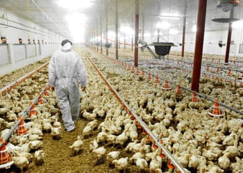 A man carefully navigating through a chicken coop amidst concerns of a Bird Flu resurgence impacting major U.S. egg producers.