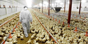 A man carefully navigating through a chicken coop amidst concerns of a Bird Flu resurgence impacting major U.S. egg producers.
