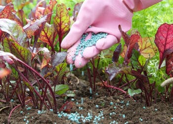 A person in a pink glove is carefully applying Moroccan Phosphate Fertilizer to their garden.