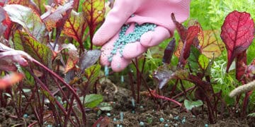 A person in a pink glove is carefully applying Moroccan Phosphate Fertilizer to their garden.