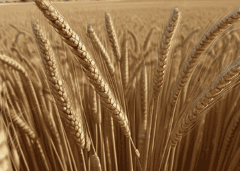 A wheat field with a pyramid in the background in Egypt.