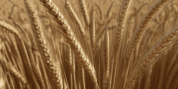 A wheat field with a pyramid in the background in Egypt.