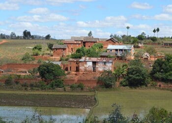 A field with a lot of green grass in Kendrapara, Odisha.