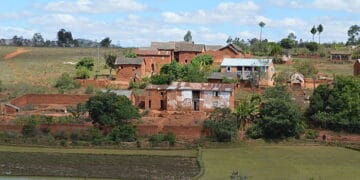 A field with a lot of green grass in Kendrapara, Odisha.