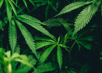 Close-up of lush cannabis plants. Challenges persist for Thailand's cannabis industry. - Supply Chain News