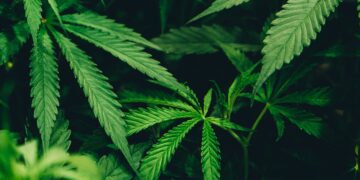Close-up of lush cannabis plants. Challenges persist for Thailand's cannabis industry. - Supply Chain News