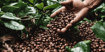 Hand holding freshly harvested coffee beans from a sustainable farm, showcasing the journey towards carbon neutrality in coffee supply chains. - Supply Chain News