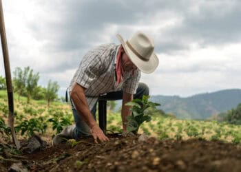Starbucks Challenged Over Claims of Ethically Sourced Coffee in New Lawsuit