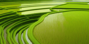 Indian Rice Exporters Face Unexpected Tax Demands Impacting Global Shipments