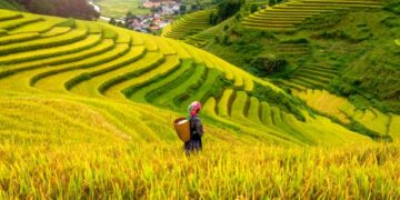 Vietnam's Prime Minister Calls for Enhanced Logistics to Support Agricultural Sector