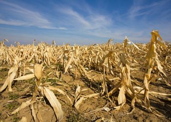 Punjab Government to Address Wheat Procurement Issues Amid Farmer Protests