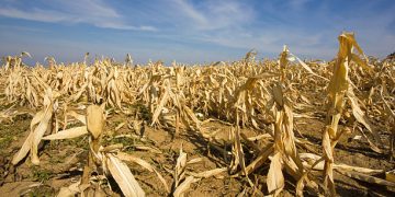 Punjab Government to Address Wheat Procurement Issues Amid Farmer Protests