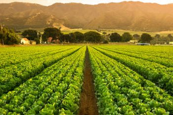 Farmers Worldwide Rally Against Free Trade Agreements