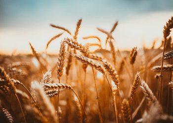 EU Imposes New Tariffs on Russian Wheat to Protect Domestic Farmers and Stabilize Market Prices