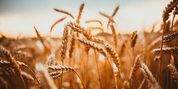 EU Imposes New Tariffs on Russian Wheat to Protect Domestic Farmers and Stabilize Market Prices