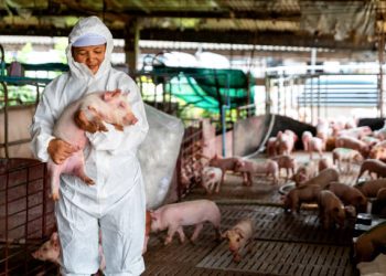 MSD Animal Health Launches EID-Based Real-Time Monitoring System for Pigs