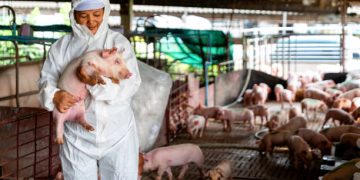 MSD Animal Health Launches EID-Based Real-Time Monitoring System for Pigs