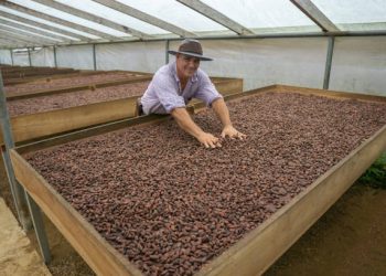 Cocoa Market Faces Supply Shortages and Price Volatility
