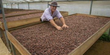 Cocoa Market Faces Supply Shortages and Price Volatility