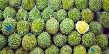 Call for Enhanced Regulation in Vietnam's Thriving Durian Industry