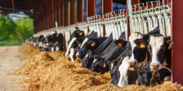 Mars Introduces Sustainable Dairy Plan ‘Moo’ving Dairy Forward’ with $47 Million Investment